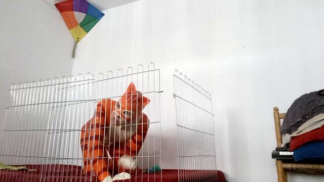 Katze im Käfig