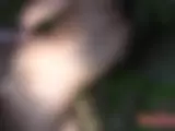Amanda Jane im Wald gefickt - Bild 25 von 45